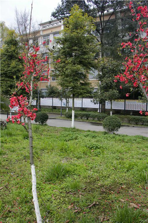 綿陽市秀水中學(xué)校園風(fēng)采
