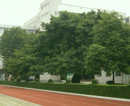 成都石室錦城外國(guó)語(yǔ)學(xué)校地理位置在哪里？