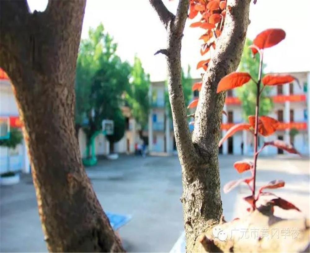 廣元市黃岡學(xué)校詳細(xì)地址在什么地方？