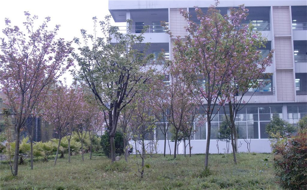射洪中學(xué)2020年的招生計劃公布了嗎？