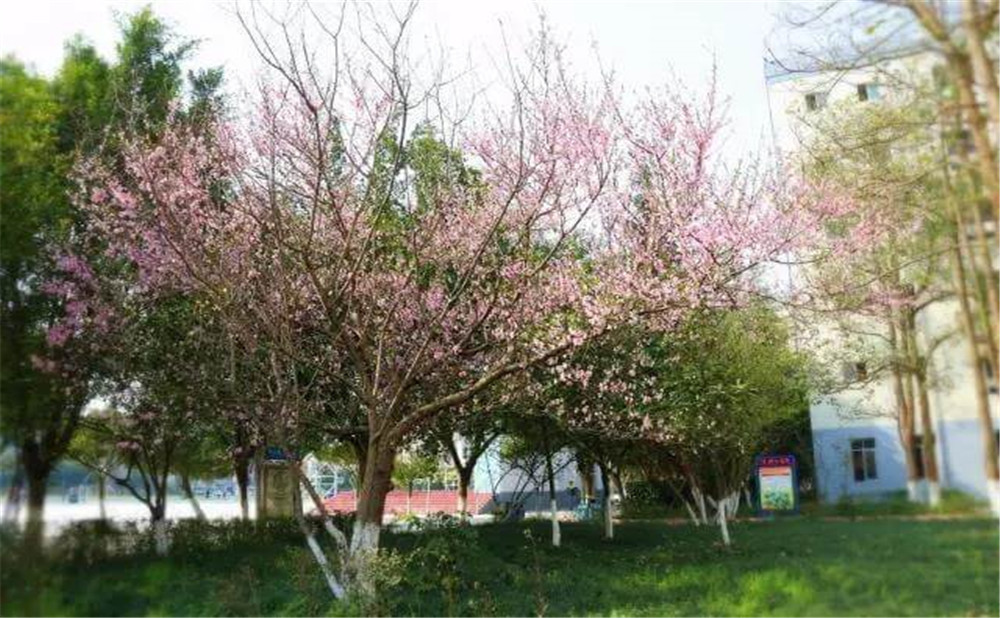 遂寧中學(xué)外國語實(shí)驗(yàn)學(xué)校2020年的錄取分?jǐn)?shù)公布了嗎？