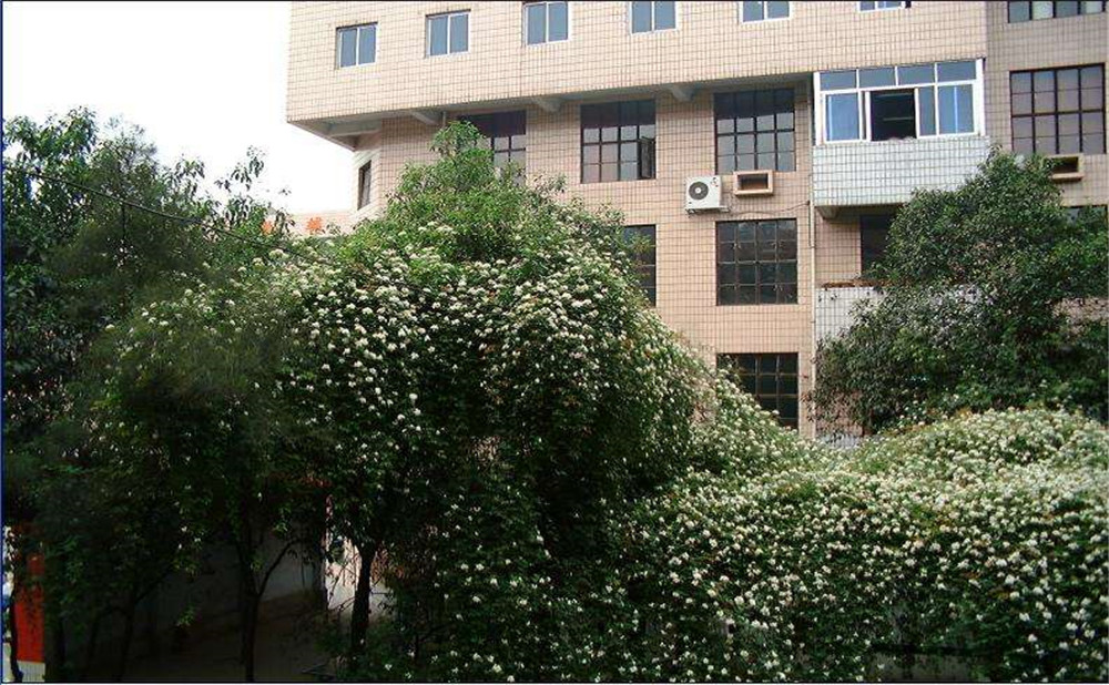 石室聯(lián)合中學(xué)蜀華分校2020年招生計(jì)劃是多少？