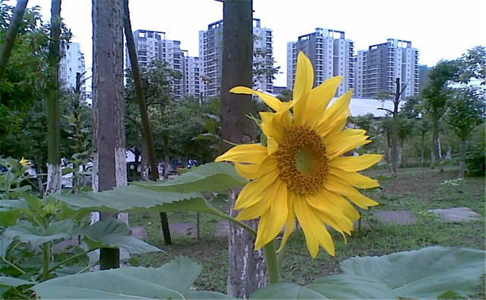 成都市第三十八中學去年的錄取分數線是多少？