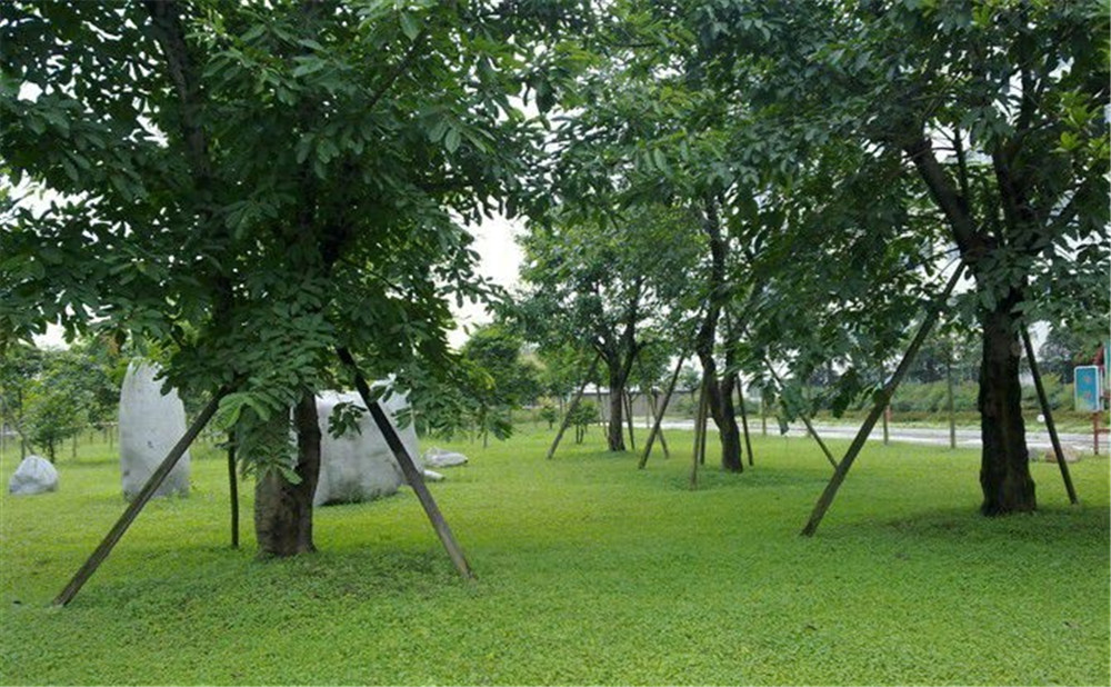 成都市三十八中學(xué)的高考升學(xué)率是多少？