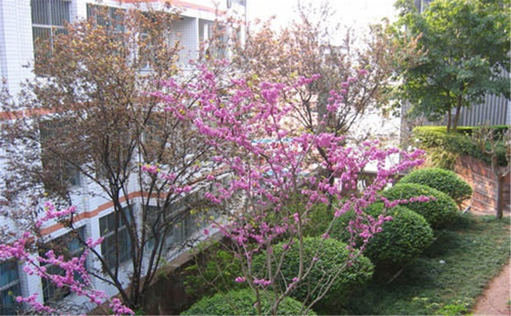 三星中學(xué)去年的錄取分?jǐn)?shù)是多少？