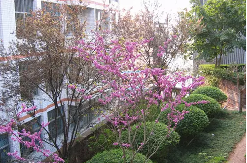 三星中學(xué)的本科升學(xué)率是多少？