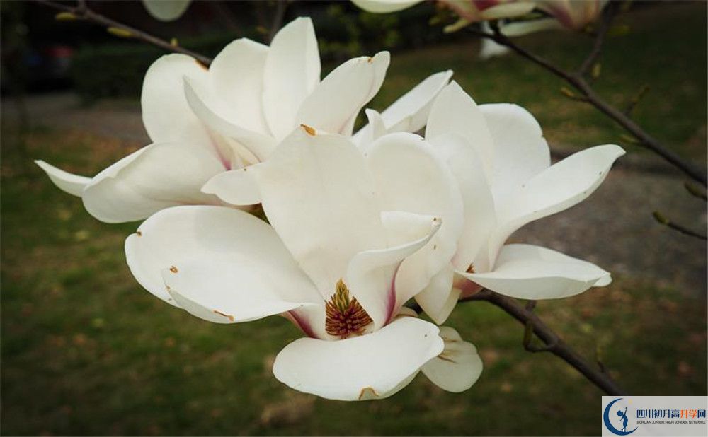 成都樹(shù)德中學(xué)博瑞實(shí)驗(yàn)學(xué)校電話號(hào)碼是多少？
